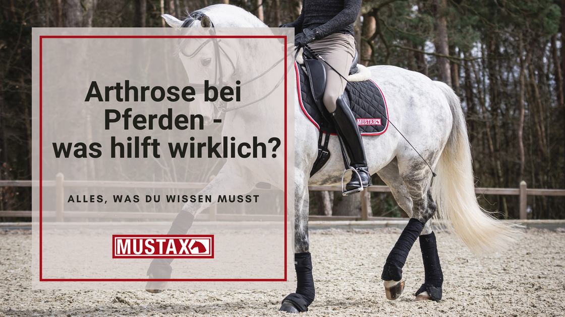 Arthrose Bei Pferden Was Hilft